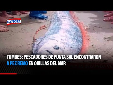 ??Tumbes: Pescadores de Punta Sal encontraron a pez remo en orillas del mar