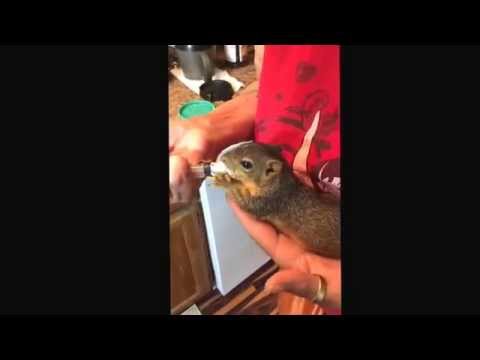 How to feed an orphaned squirrel