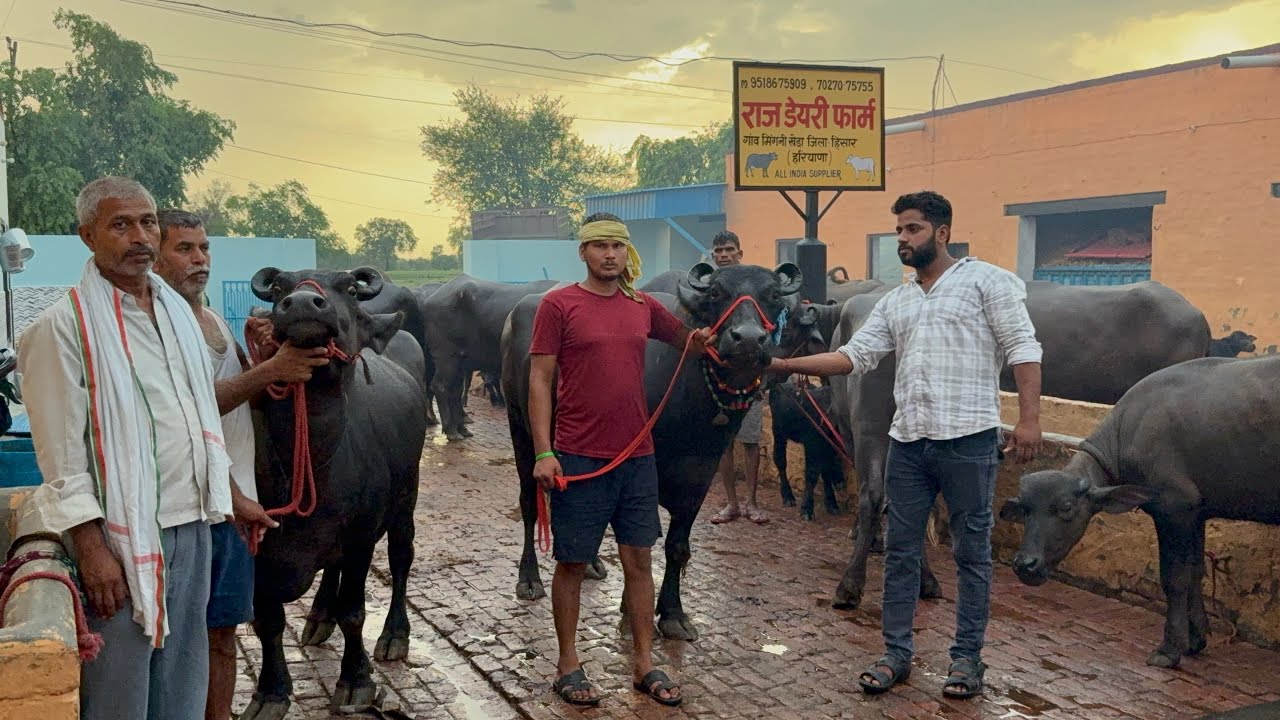 👍 18-18 लीटर दूध तैयार , 7 मुर्रा भैंस जा रही झाँसी UP व MP टीकमगढ़ में Raj dairy farm se