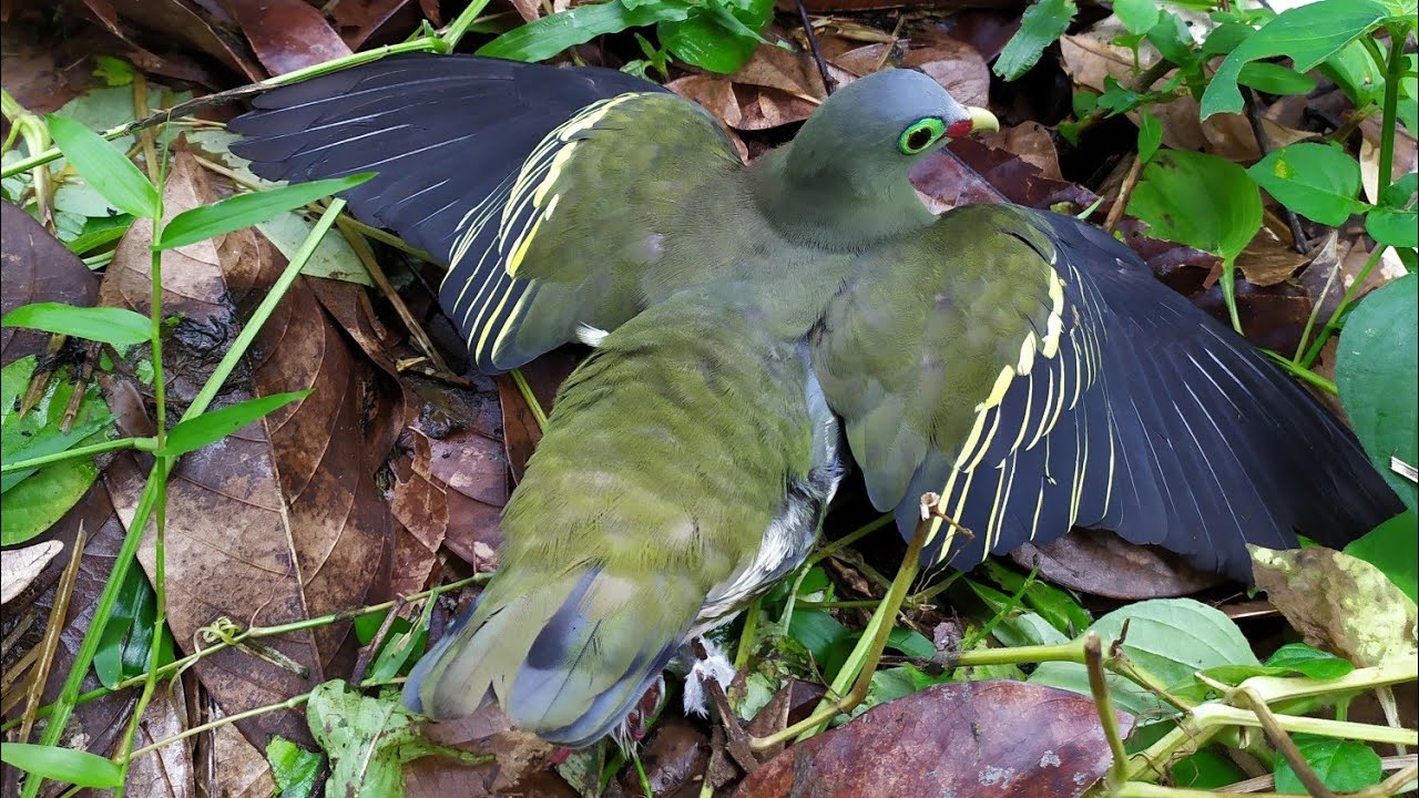 Berburu punai dan burung belibiss 