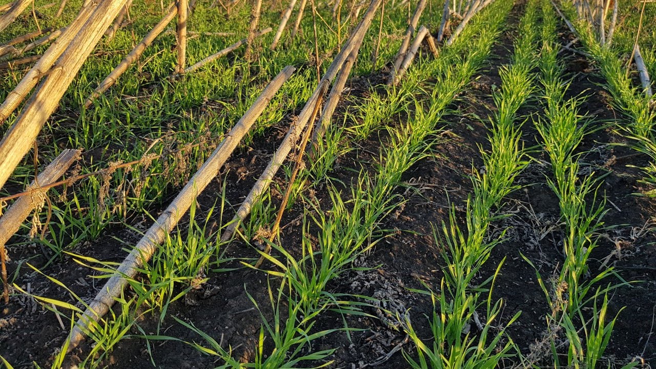 Прямой посев пшеницы по палкам подсолнуха сеялкой от 