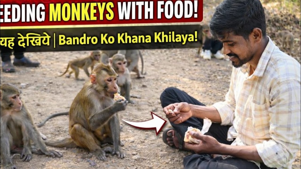 જુઓ વાંદરાઓ એ મારી સાથે શું કર્યું👏👏👏👏. New vloge 2026
