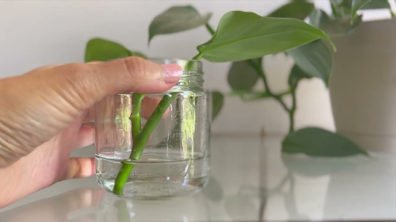 Philodendron Silver Sword - Taking a Cutting for Propagation