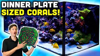 BEAUTIFUL 325 Gallon Reef Tank Tour! Amazing Fish & Corals!