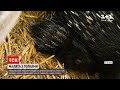 Новини світу: у бельгійському зоопарку показали новонароджених двійнят дикобразів
