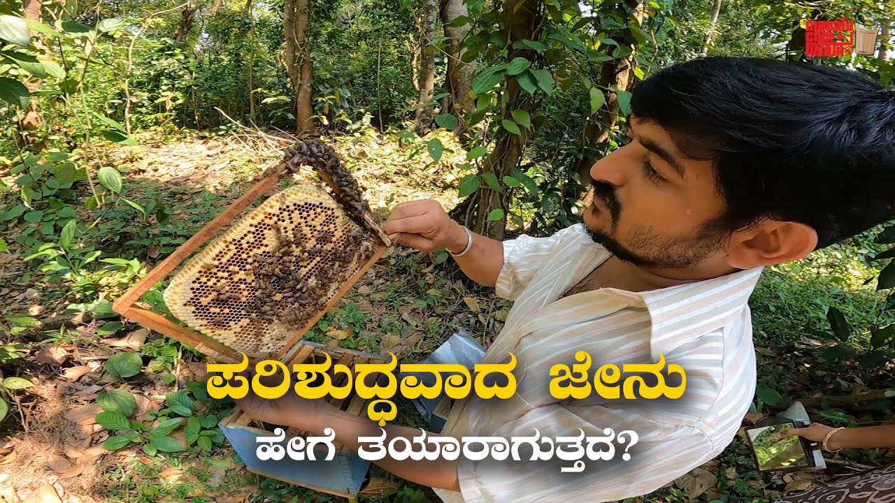 ಪರಿಶುದ್ಧವಾದ ಜೇನು ಹೇಗೆ ತಯಾರಾಗುತ್ತದೆ? How Pure Honey is Extracted? Kannada Vlogs