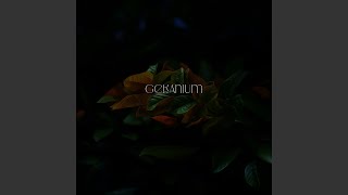 Geranium