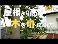 【DIY】屋根より高い木を切ってみた!ボロ戸建て投資に融資がついたその詳細も!築45年2階建てセルフリフォームNO.3おじさんの挑戦!