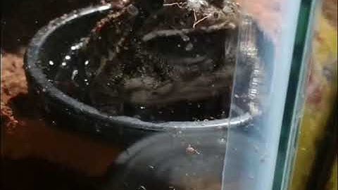 Assignment 2A Reference Video