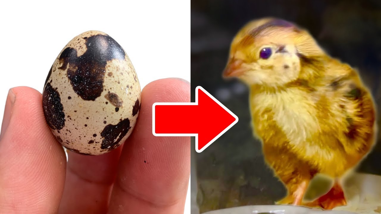 うずらの卵から生まれた極小ヒヨコが可愛すぎる...！
