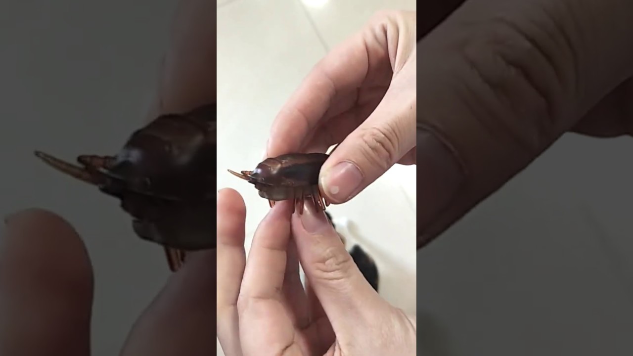 Crazy Roach Toy for Cat