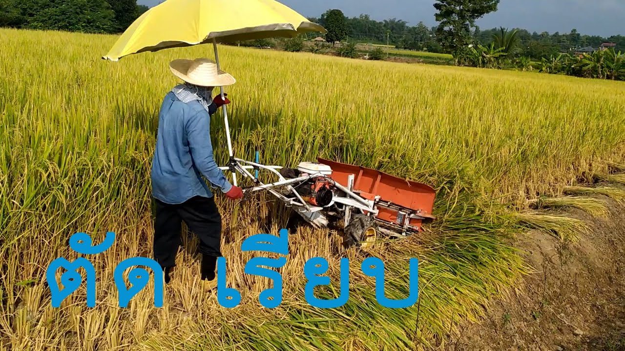 Amazing  Modern Technology Rice Harvesting Machine ถึงเวลาตัดข้าว.
