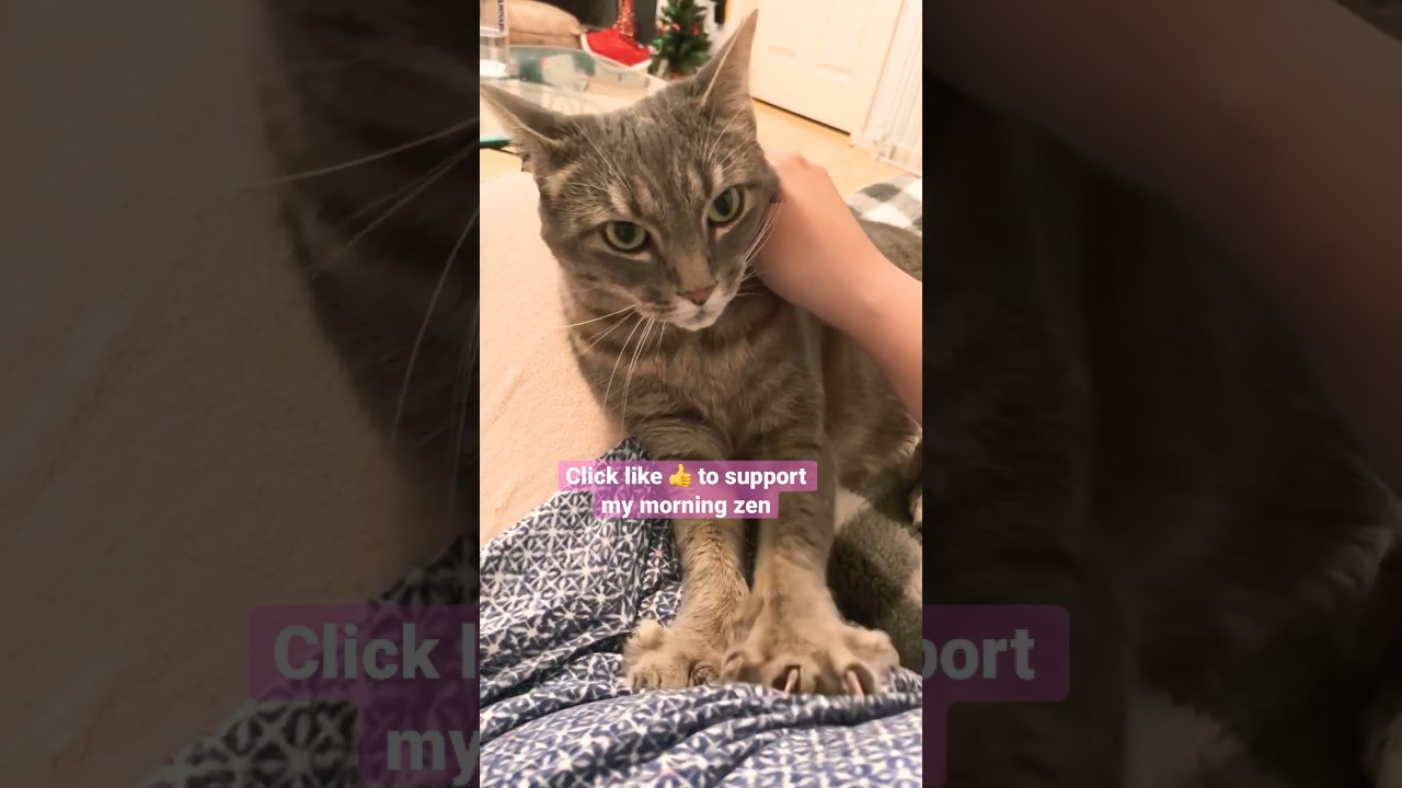 15 Second Meditation With Meow: cat kneading services 