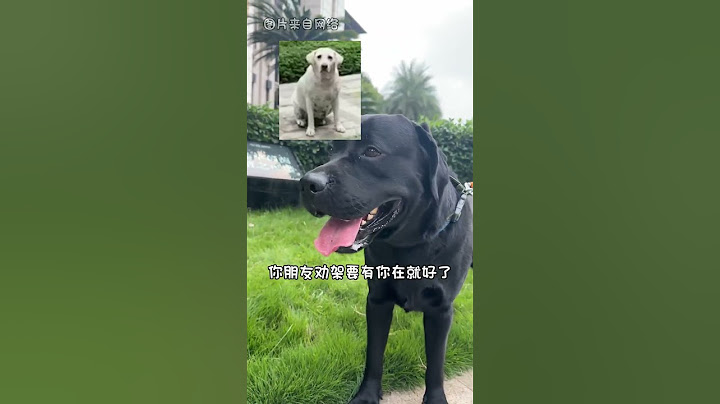 今天上门遛一只社交悍匪拉布拉猪#萌宠#宠物#animals#cute#funny