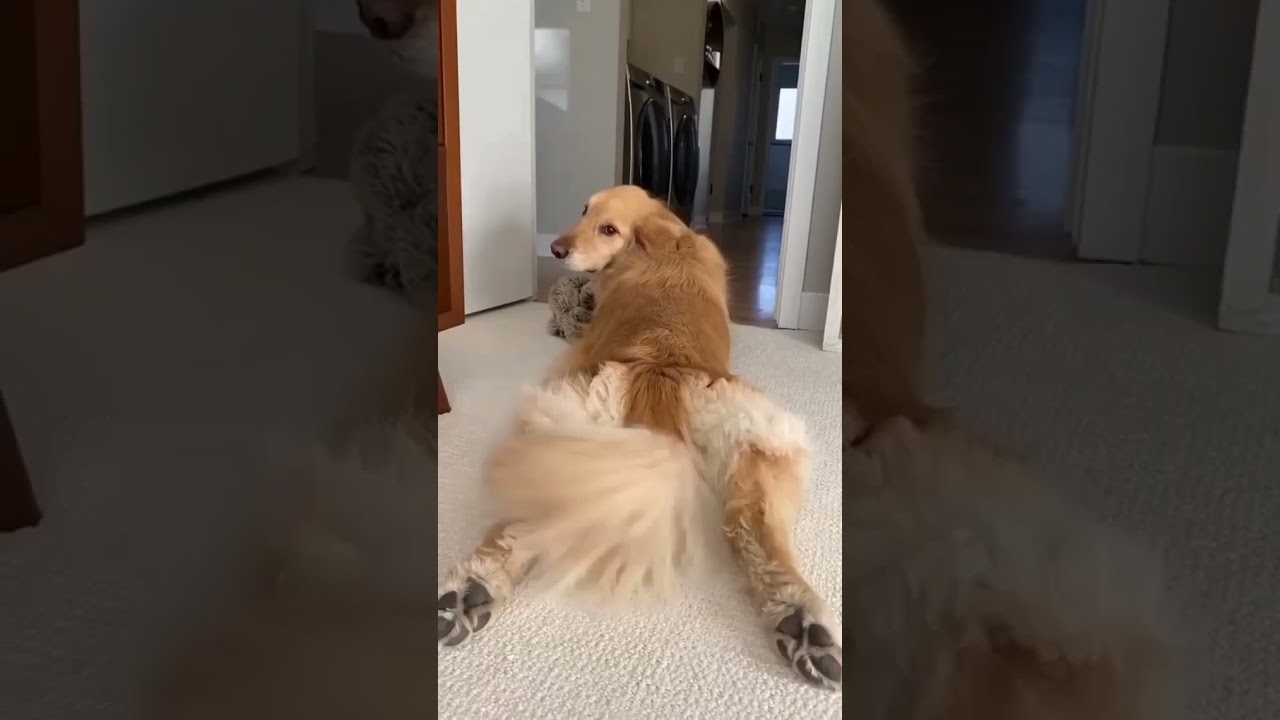 Cute Dog wiggling her Tail😍🤗