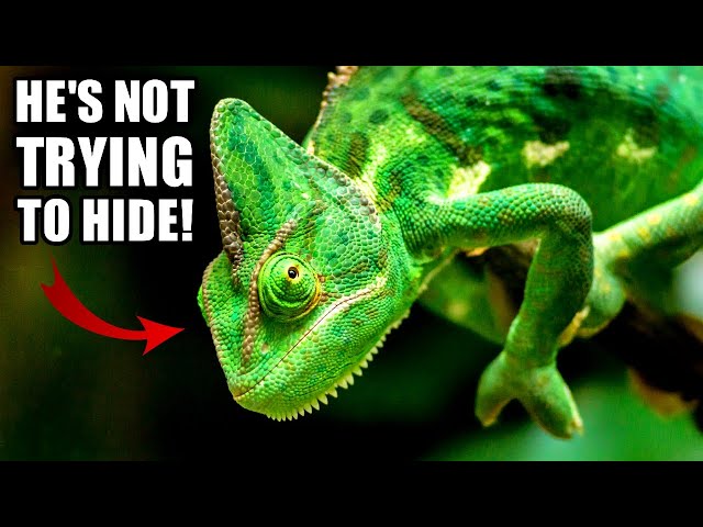 Chameleons: Masters of Camouflage and Adaptation – The Urban Zoo