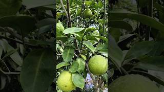 My Gardening ☘️ বাড়ির ছাদ বাগানে কিছু ফল এর কালেকশন #sortvideo #malta #komla