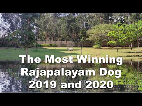 The Most Winning Rajapalayam Dog 2019 and 2020