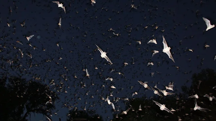 Bats sabotage others' sounds to fight for food | S...