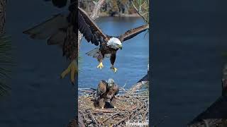 The Flight Training - Mom's Calling and Pushing 9:16-101 #wildlife #eagles #eaglets #flight #shorts