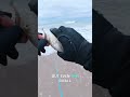 Catching Perch with a 2.2 Inch Slayer Bait #shorts