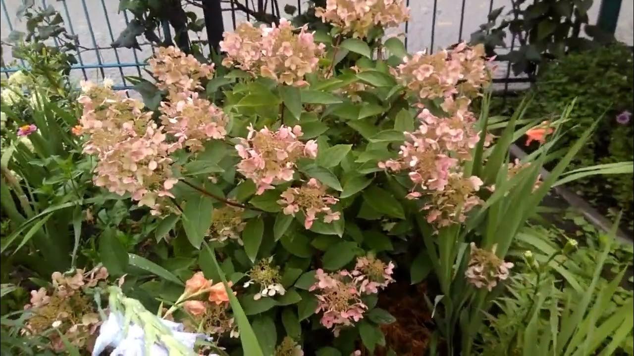Гарне поєднання квітів Квітник в саду Зразок клумби 124 - YouTube