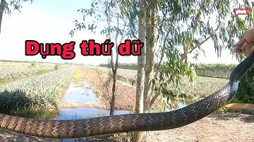 câu cá lóc líp khóm tân phước tiền giang . huỳnh long an vlog