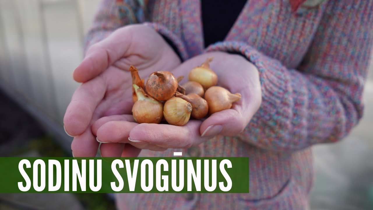 Svogūnų sodinimas: toks mano būdas, ar sodinat taip pat?