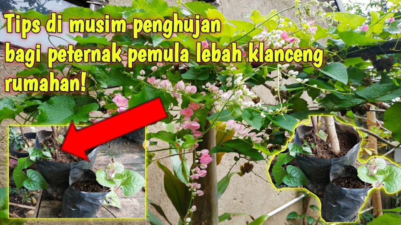 Waktu Terbaik Memanen Bunga: Rahasia Sukses Bunga Segar dan Awet