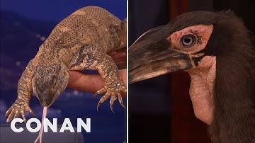 Animal Expert David Mizejewski: Black-Throated Monitor Lizard & Hornbill | CONAN on TBS