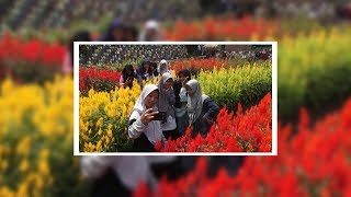 Taman Bunga Celosia Jogja