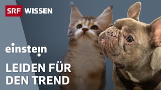 Hund und Katze: Das Tier als Statussymbol | Teil 3 | Einstein | SRF Wissen