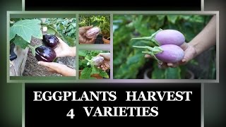 4 Eggplant Varieties Harvested - in 4K