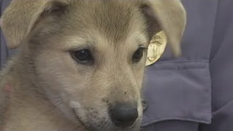 Officers in Manor rescue puppy trapped in hot car ...