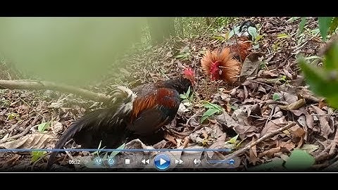 Yos hav zoov | Cuab tau tus qaib qus uas heev lawm | Tseem vwj