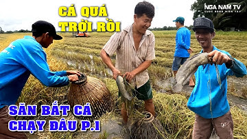 Miếng Ruộng Đầy Cá, Săn Bắt Cá Bắt Chuột Theo Máy Cắt Dính Cá Liên Tục P.1/Catch The Fish/NGÃ NĂM TV