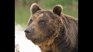 A Triple Grizzly Attack- The Most Amazing Bear Attack Ever