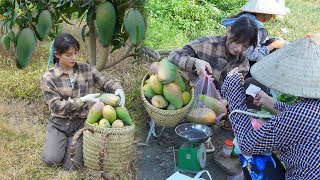 Harvest giant mangoes to bring to the market to sell - Build a wooden house - MsYang