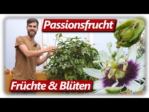 Video: Maracuja pflücken: Erfahren Sie, wie und wann man Passionsfrucht erntet