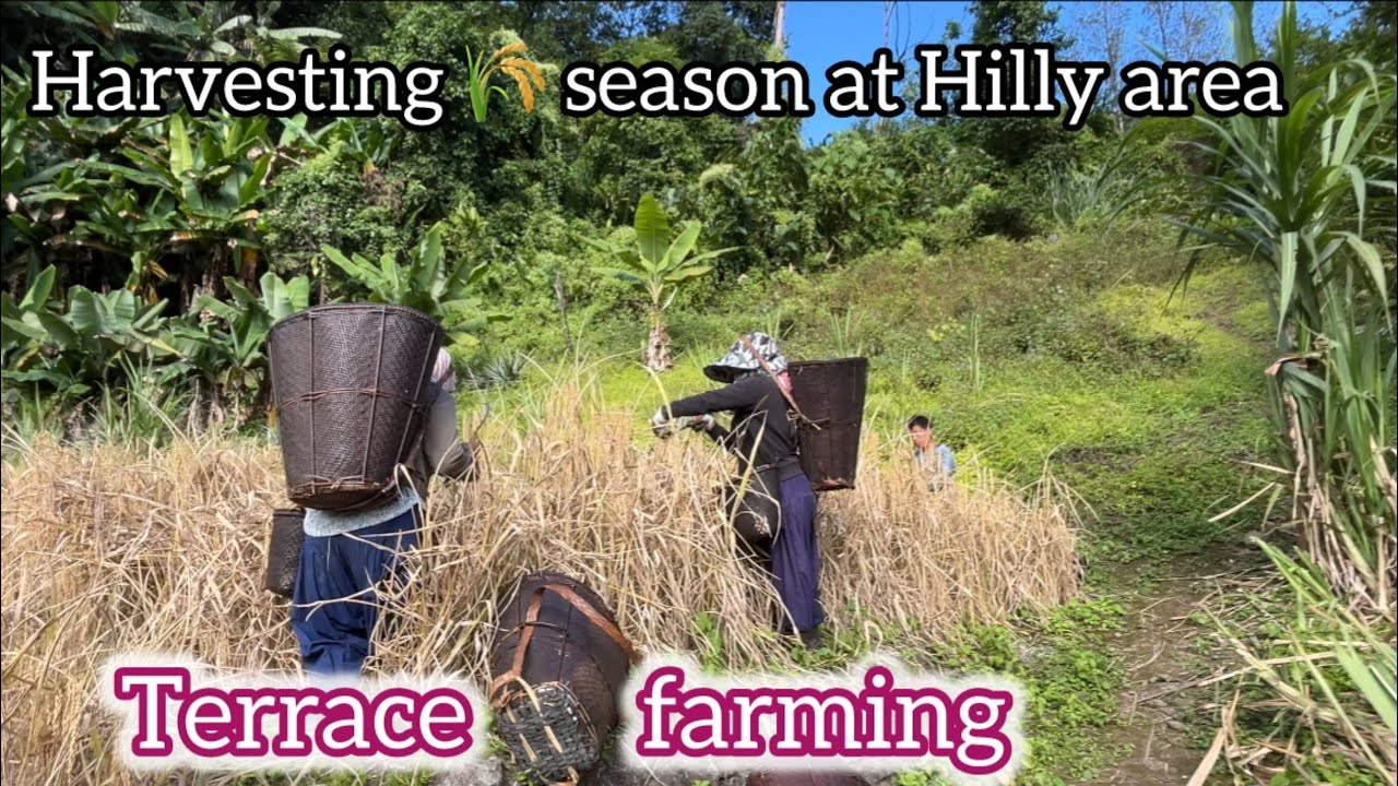 Harvesting season🌾/Terrace farming in hilly area without machine 🥲