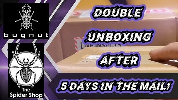 The Spider Shop UK/Bugnut Double unboxing after 5 days in the mail