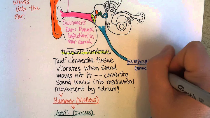Hearing and The Ear, Part 1