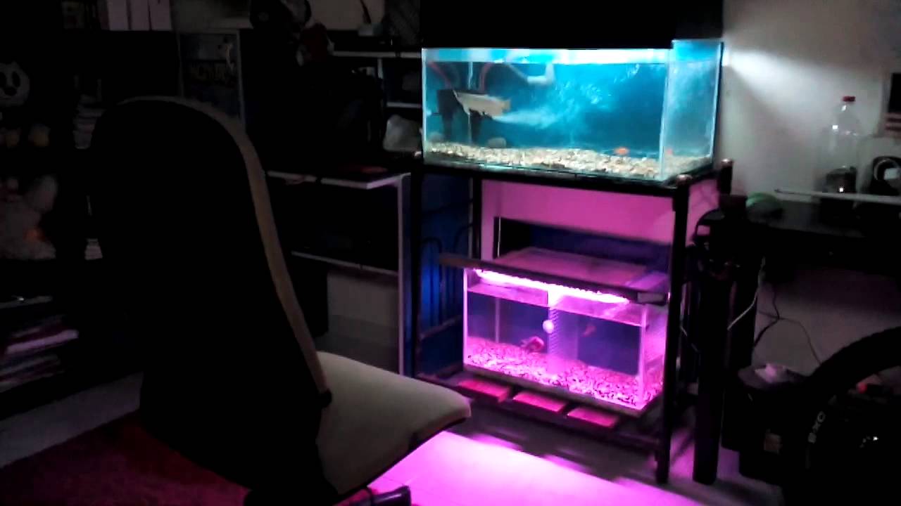 Arowana Malaysian Golden X back. 