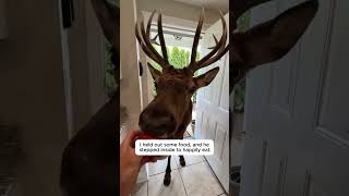 He Freed A Massive Elk Tangled In A Wire Net