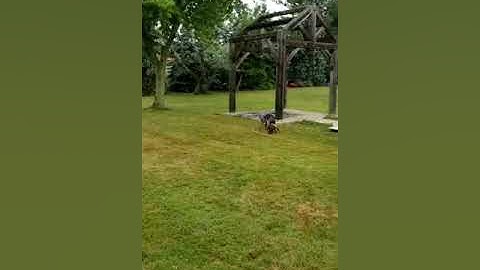 Retrieve: the beginning: Excellent Example of Shaping by Successive Approximations  02 11 21