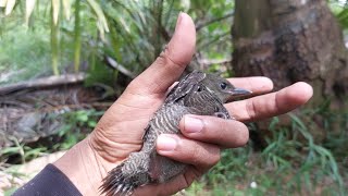 Gak nyangka banget nemu burung platuk yang jarang terlihat tapi sering denger suaranya,langka‼️