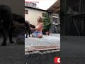 Amputee lady having service dog #limbloss