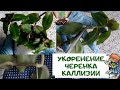 Как я  укореняла черенки вариегатной каллизии