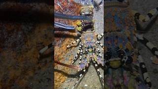 Download Lagu #diving #crab #catchthesea #seafood #seaside #fish #seangsolofishing #seagirldiving MP3