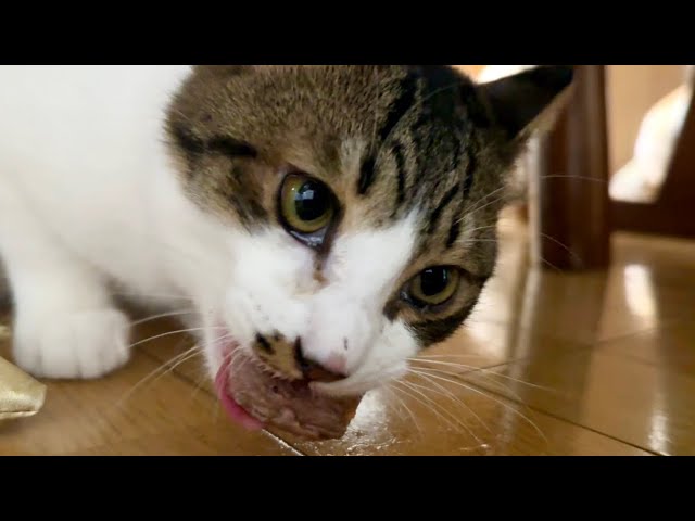 砂肝タイムとおねえちゃんのお仕事が気になる猫達 - YouTube
